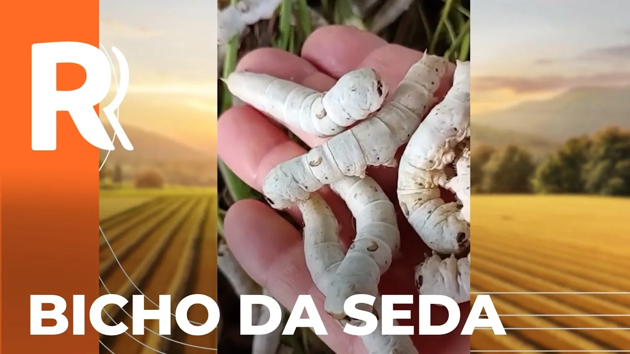 Produtores de bicho da seda perdem toda a produção no Noroeste do Paraná