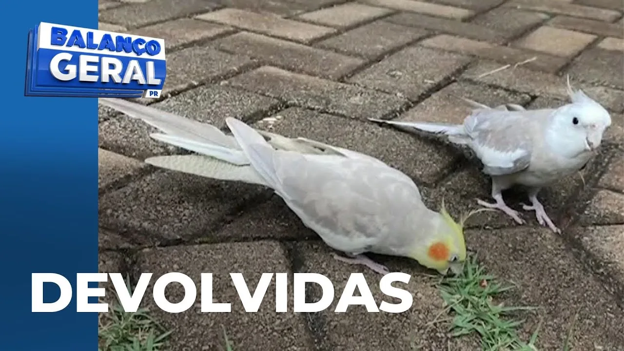 Calopsitas que fugiram de escola, e foram salvas por motociclistas, são devolvidas aos donos