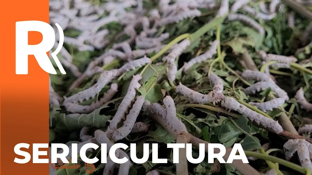 Conheça o Paulo, ganhador na categoria Sericicultura no prêmio Orgulho da Terra