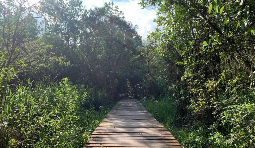 ponte em meio a árvores