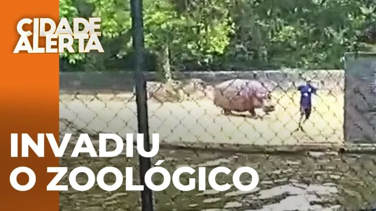 Homem invade o recinto dos macacos e dos hipopótamos no zoológico de Curitiba