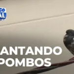 Prefeitura dá início a poda de árvores para espantar pombos
