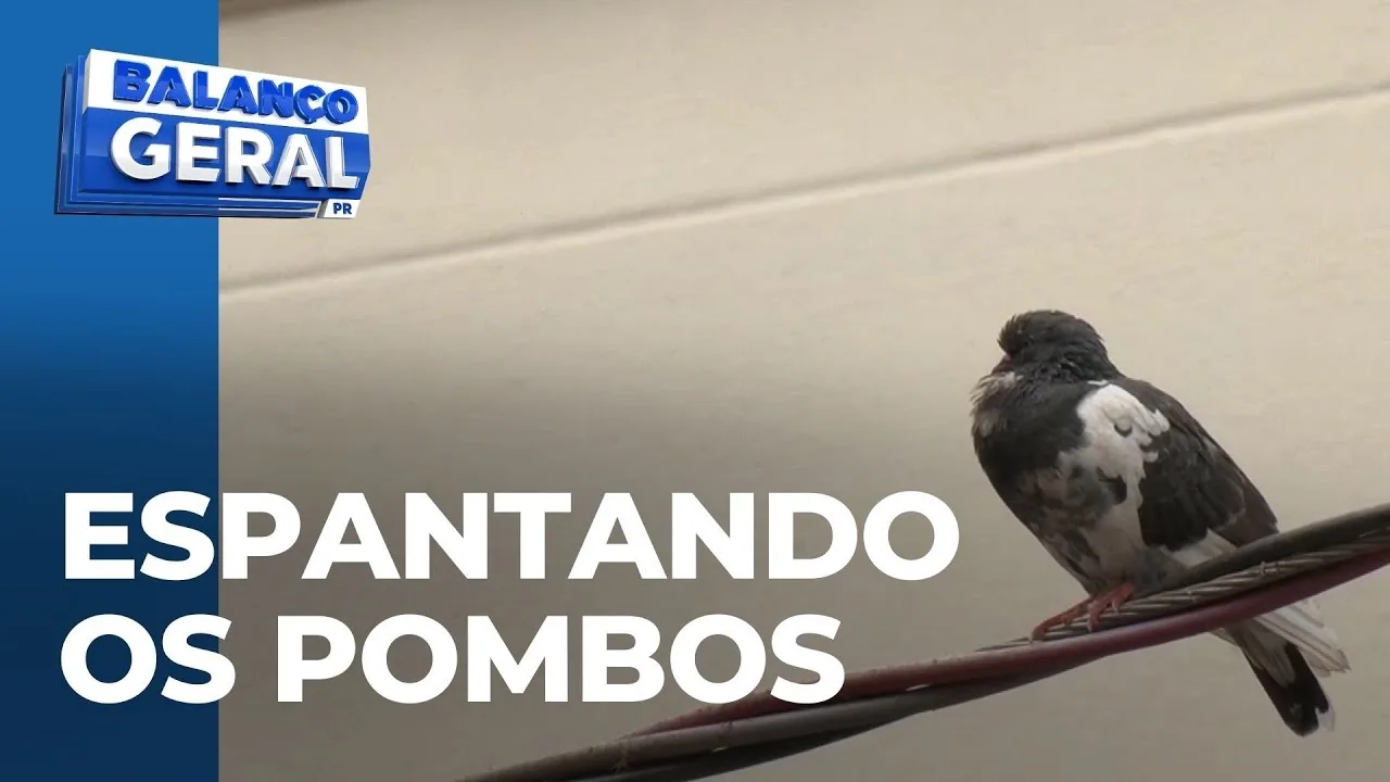Prefeitura dá início a poda de árvores para espantar pombos