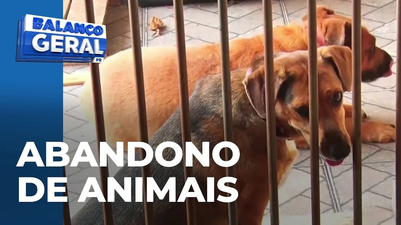 Fim do ano: A triste realidade do abandono e maus-tratos de animais