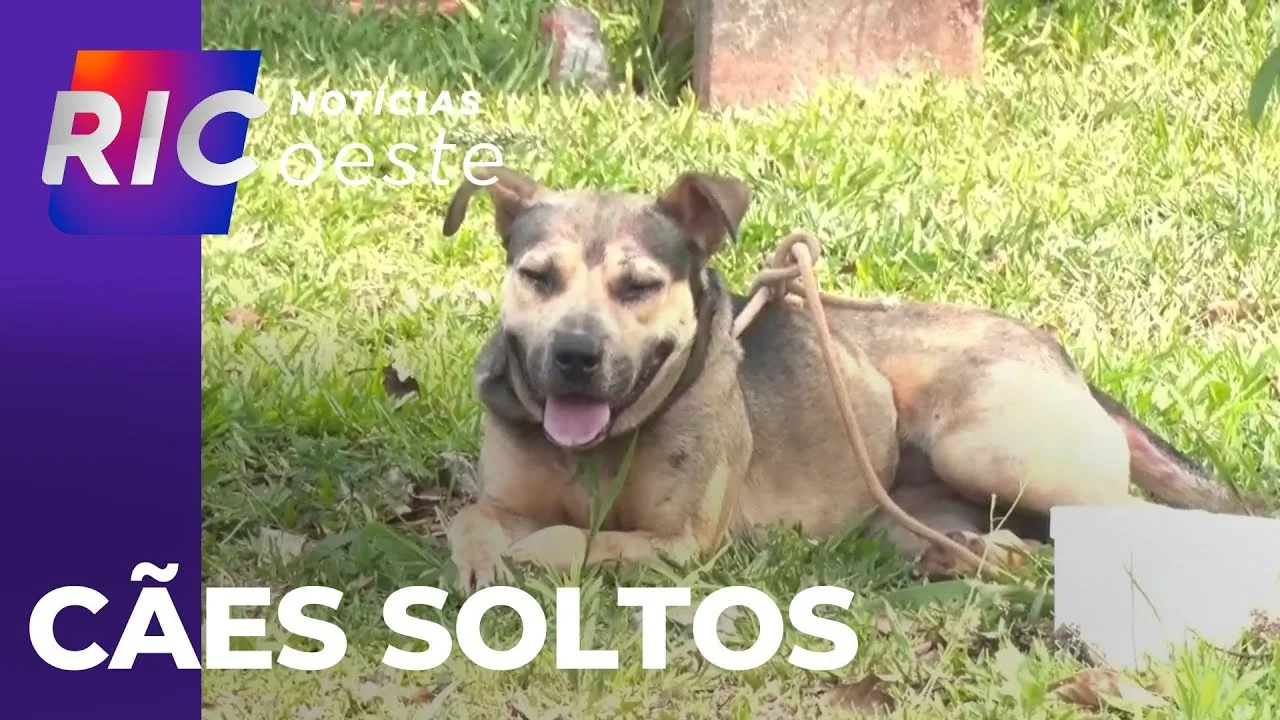 Ataque de cães: corpo de bombeiros alerta população para aumento de casos em Cascavel