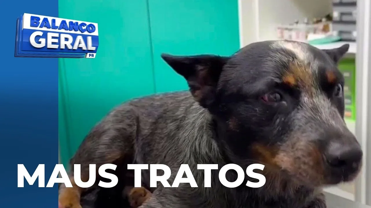 Homem agride cão a pauladas e é preso por maus tratos em Campo Mourão