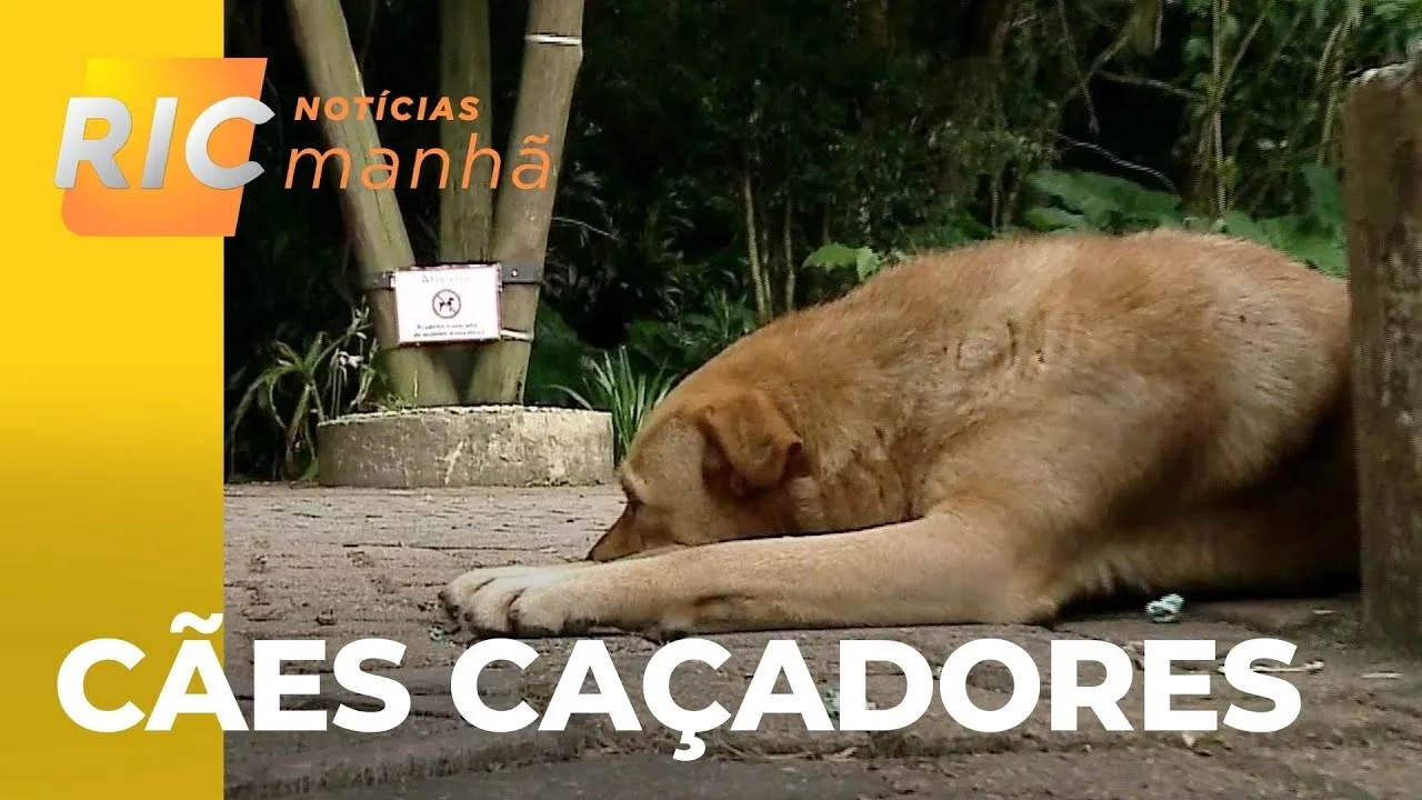 Cães no entorno do zoológico caçam e matam animais silvestres