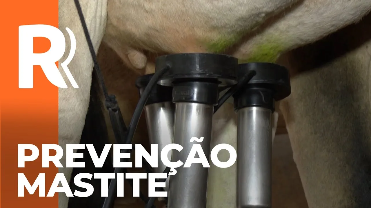 Projeto de pesquisa da UEL desenvolve equipamento para prevenir e tratar mastite em vacas leiteiras