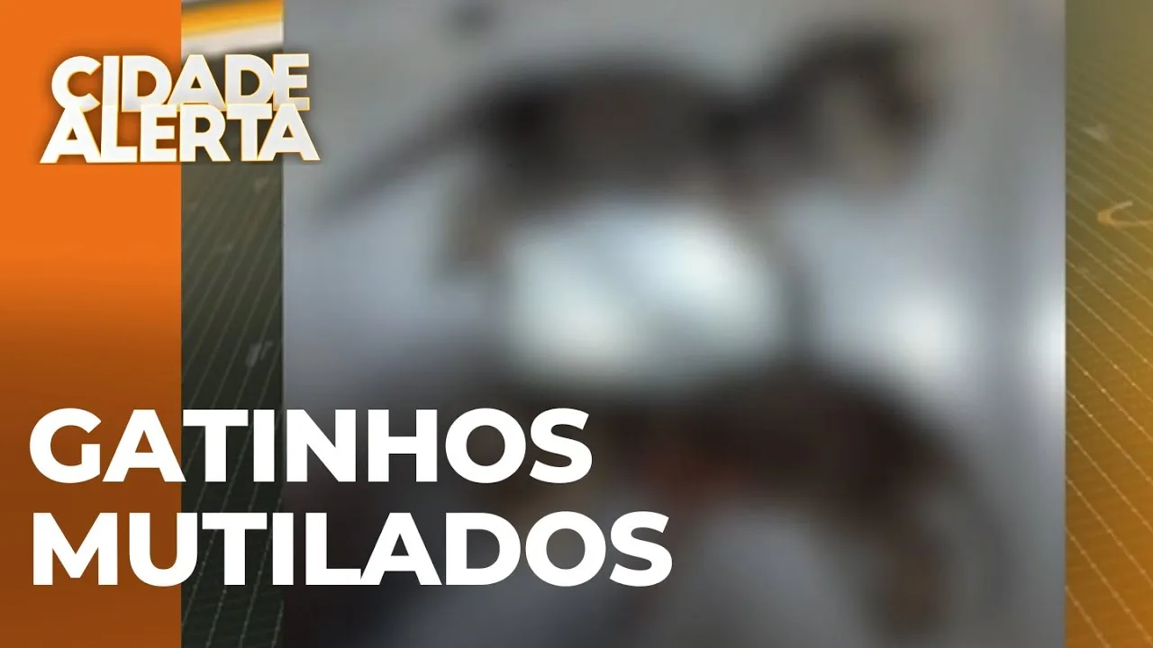 Filhotes de gatos são mutilados; Polícia Civil investiga caso