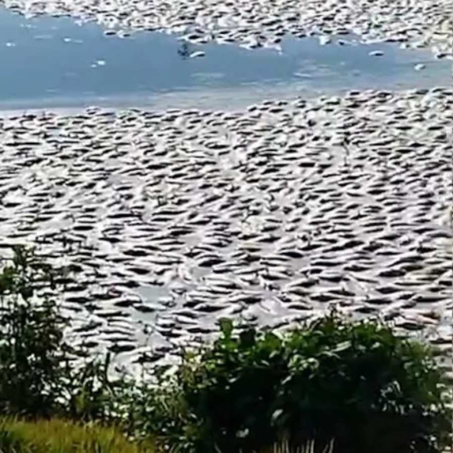 Cerca de 150 mil tilápias foram encontradas mortas em tanque de criação