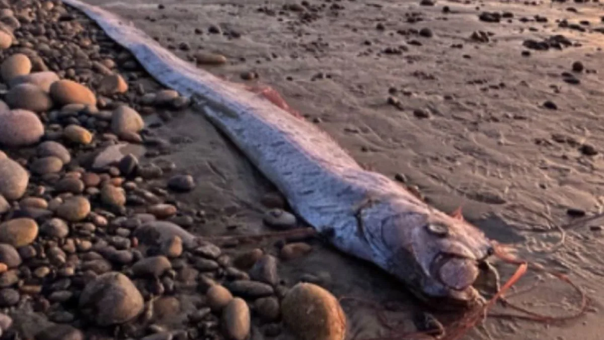 Peixe-remo, conhecido como "peixe do juízo final"