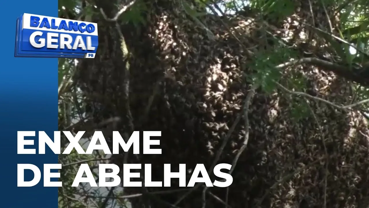 Parque Tarquínio é interditado após enxame de abelhas ser encontrado em árvore