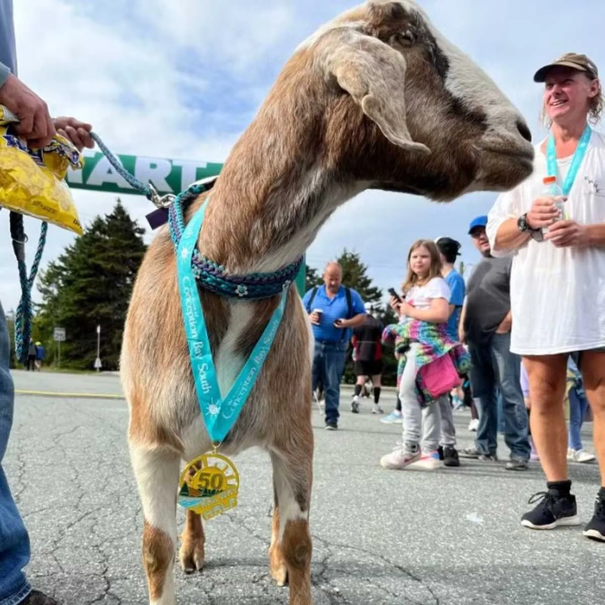 Bode escapa de sítio, participa de meia-maratona com corredores e ganha medalha