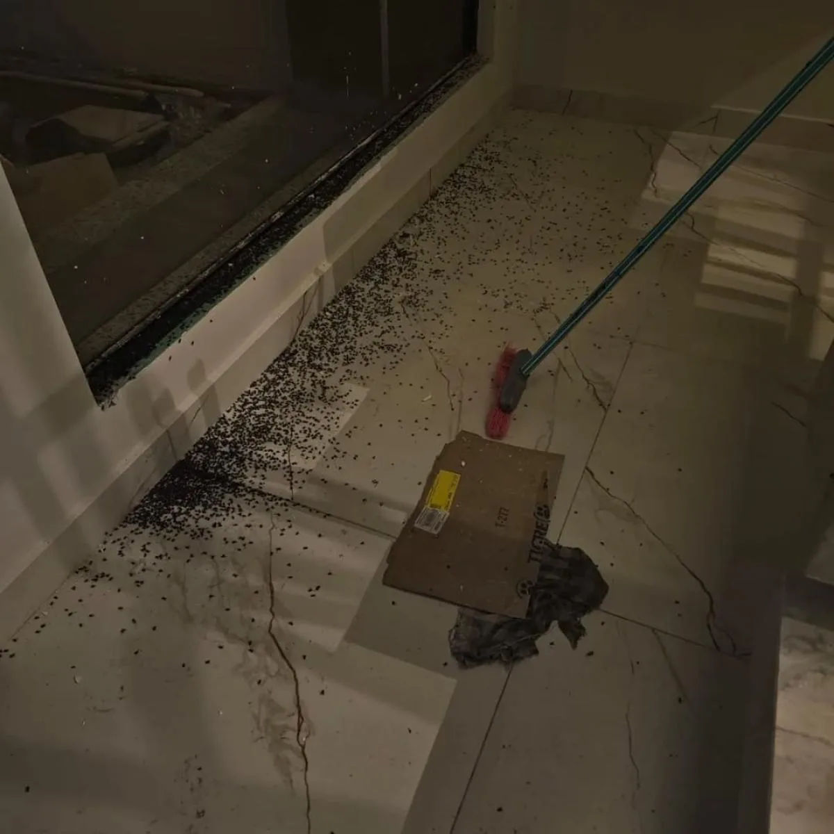 Infestação de moscas e mau cheiro revolta moradores em cidade no Paraná