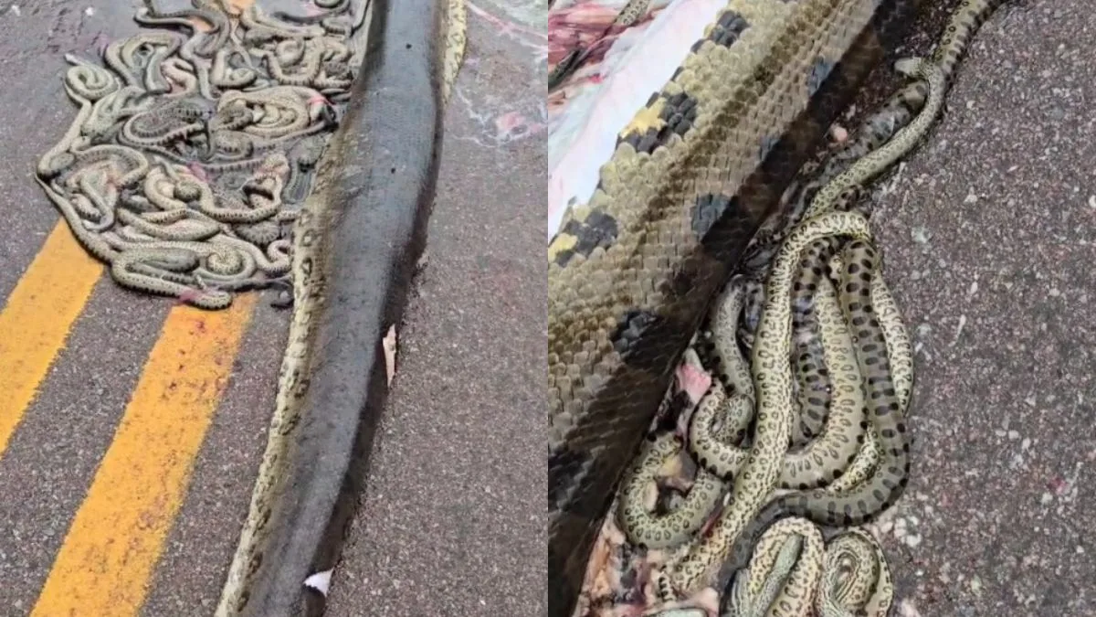 Vídeo: serpente grávida é atropelada e ejeta 40 filhotes em rodovia