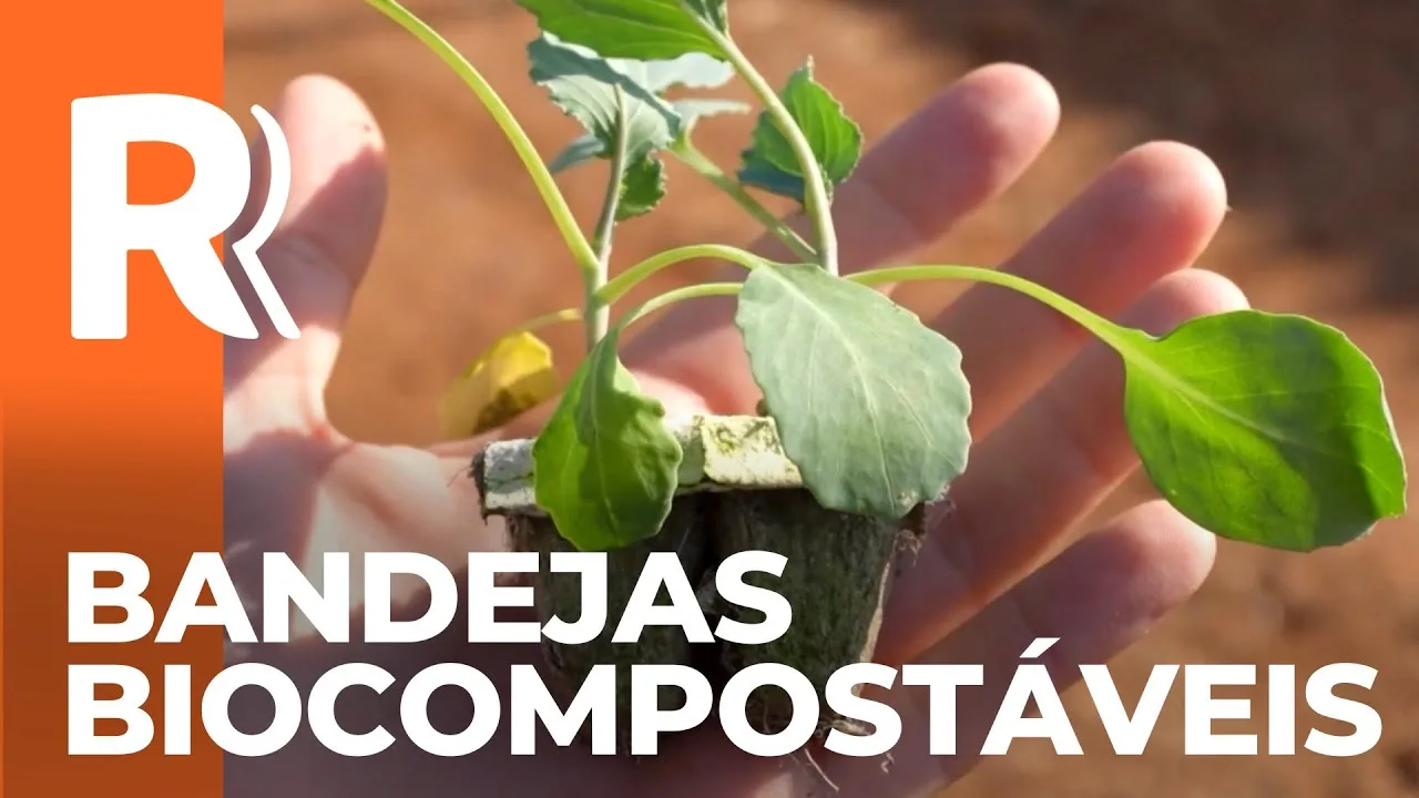 Produtores de hortaliças no Paraná adotam plantio das mudas em bandejas biocompostáveis