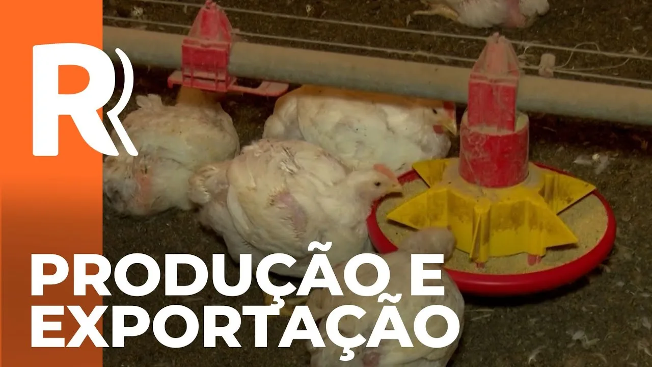 Paraná é o maior produtor e exportador de frango do Brasil