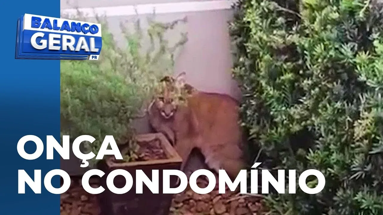 Onça-parda é capturada dentro de casa, em condomínio de Paranavaí