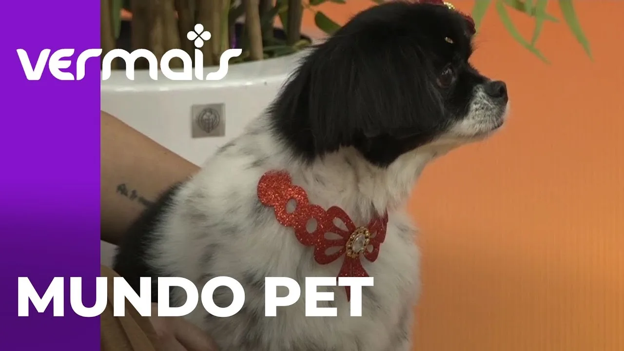 Fogos de artifício: Como reduzir o medo seu pet nesse fim de ano; dicas praticas