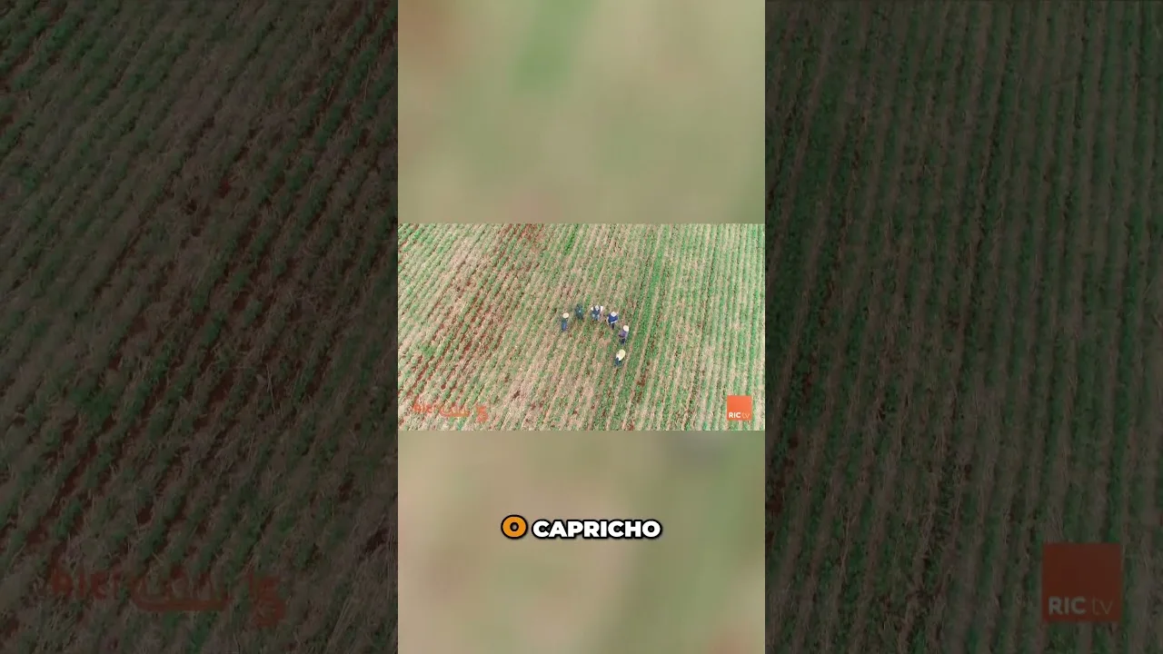 O solo não mente #rueal #agricultura #solo #técnicas #ricrural