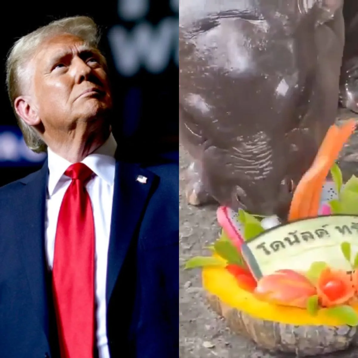 O animal já é famoso na internet