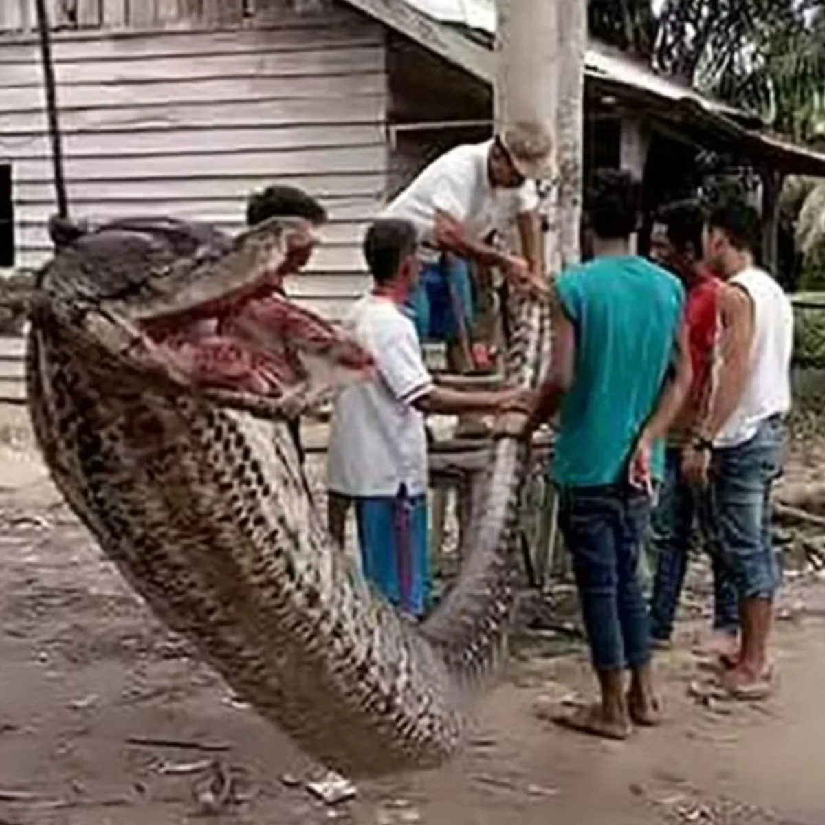 Trabalhador que estava desaparecido é encontrado dentro de cobra gigante