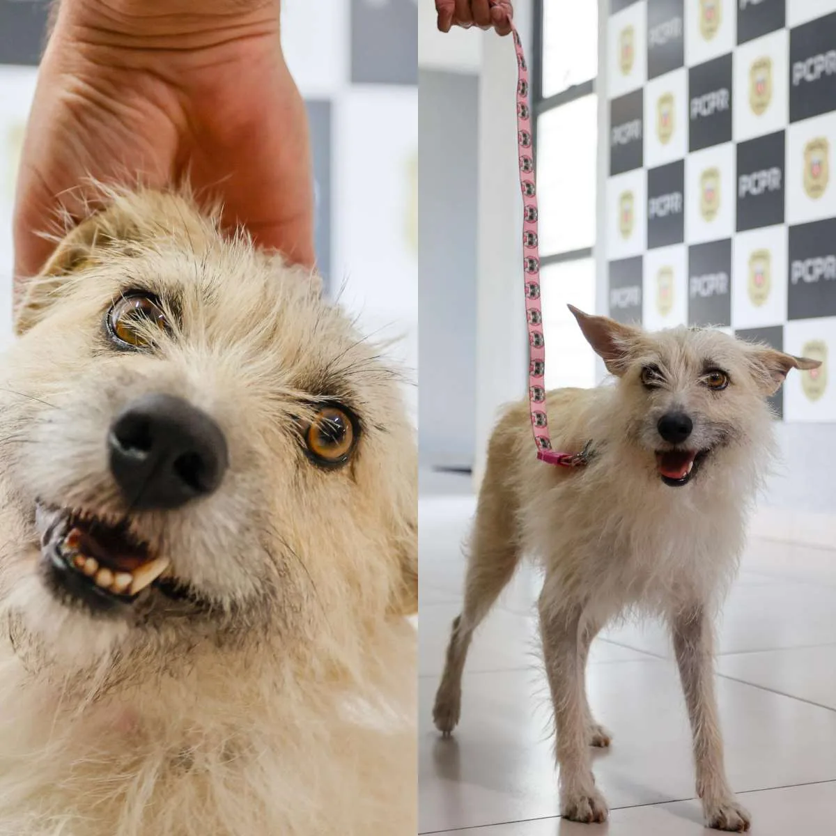 A cachorrinha pariu cinco filhotes