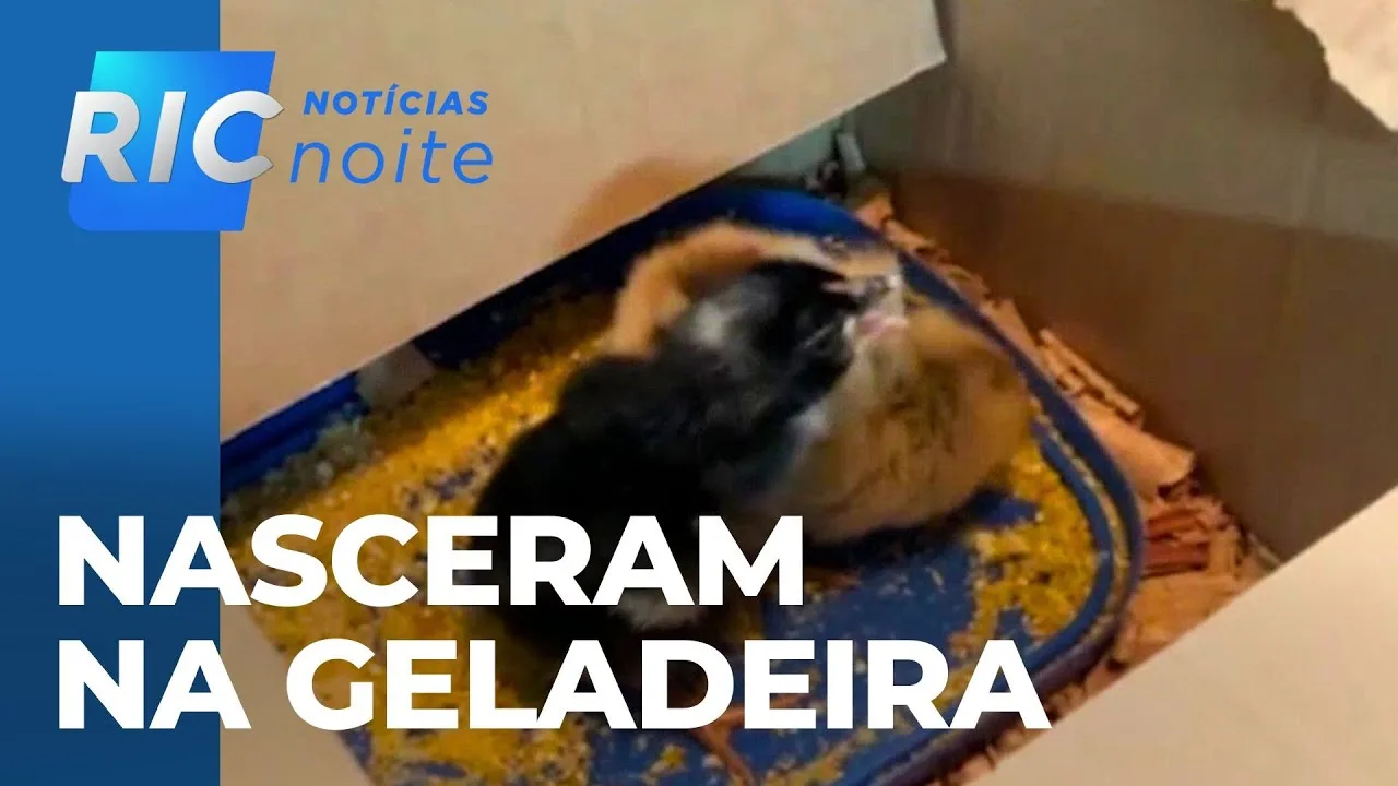 Ovos chocam dentro de geladeira; dois pintinhos nasceram em Maringá