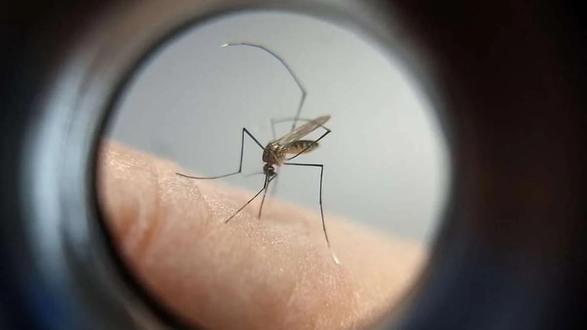 Chikungunya é transmitida pelo mosquito Aedes aegypti