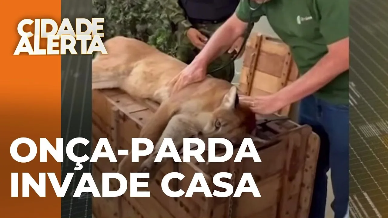 Paranavaí: Onça-parda invade casa em condomínio enquanto moradores viajavam