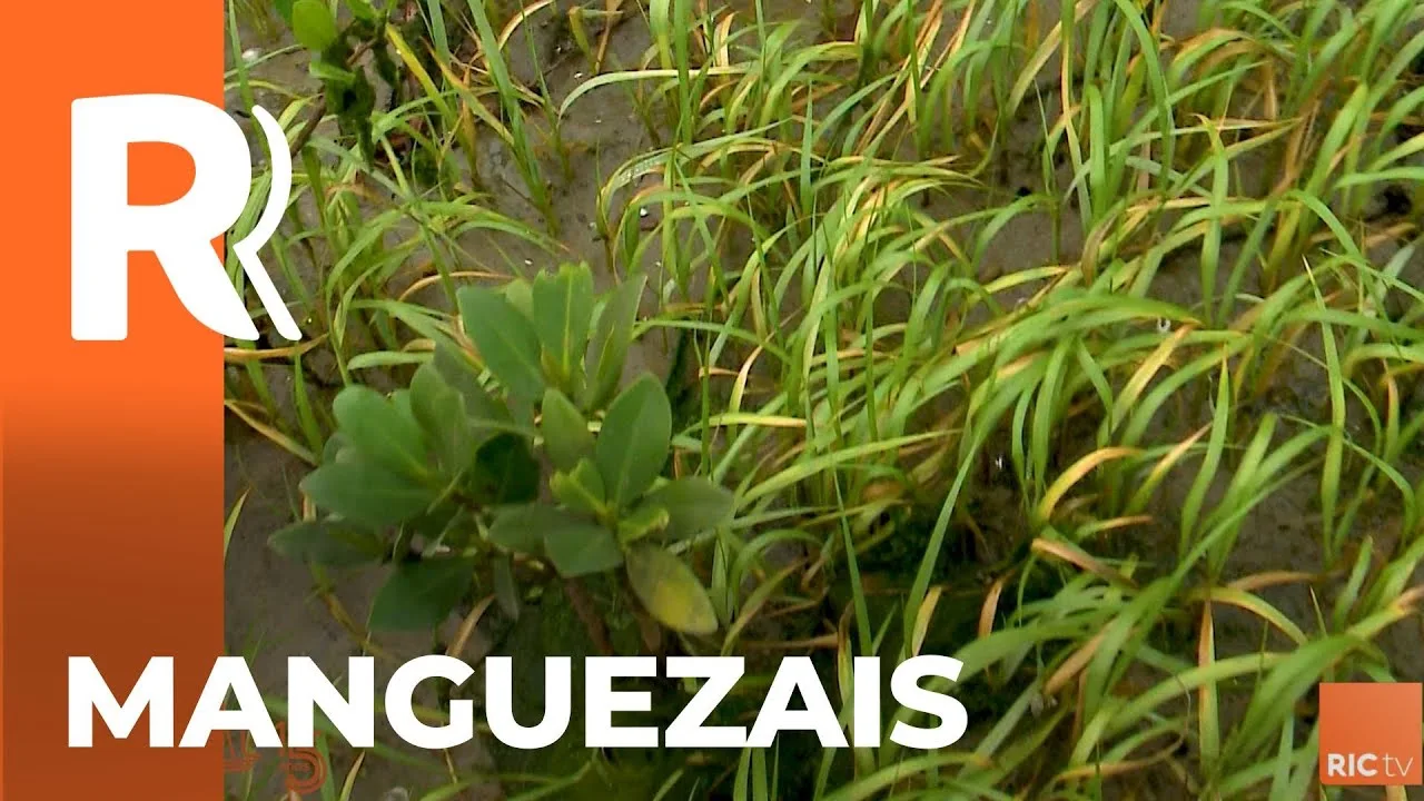 A importância do mangue