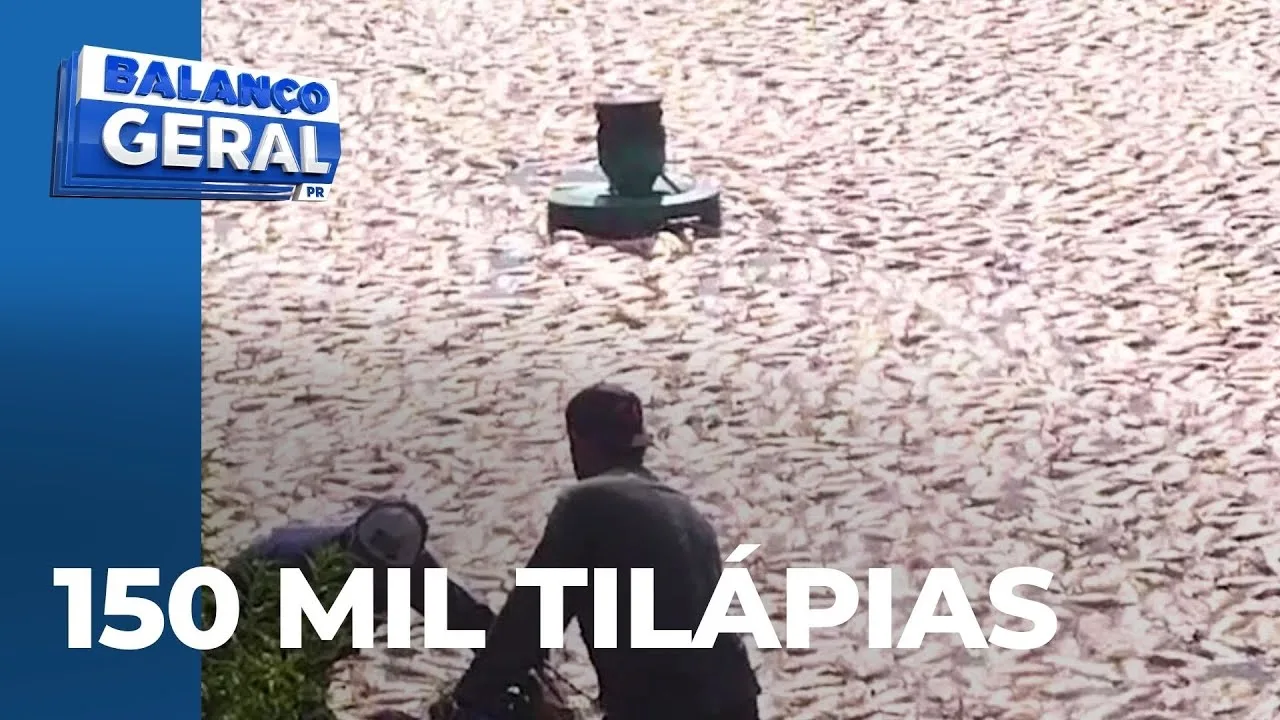 150 mil tilápias morrem em tanque de criação de peixes; água do açude teria ficado sem oxigênio