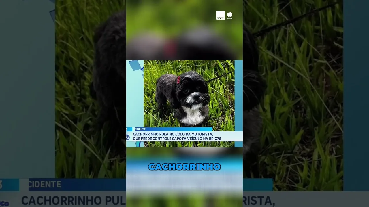 Cachorro pula no colo de motorista, que perde o controle e capota veículo na BR-376