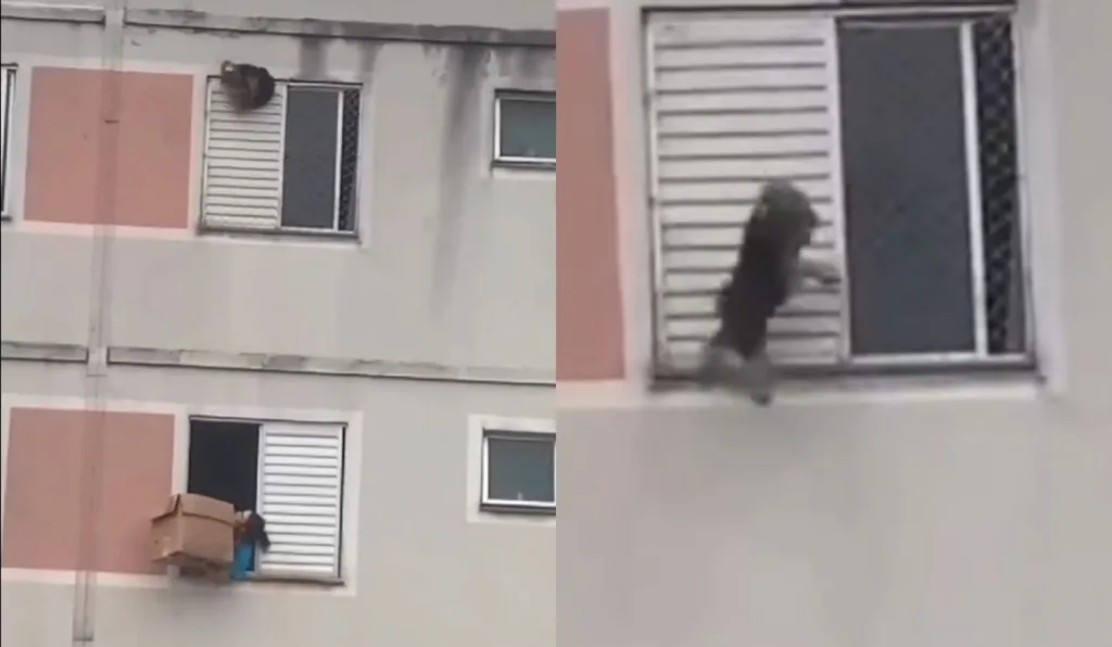 cachorro pendurado da janela