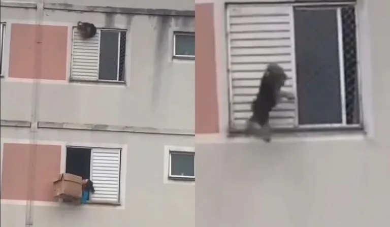 cachorro pendurado da janela