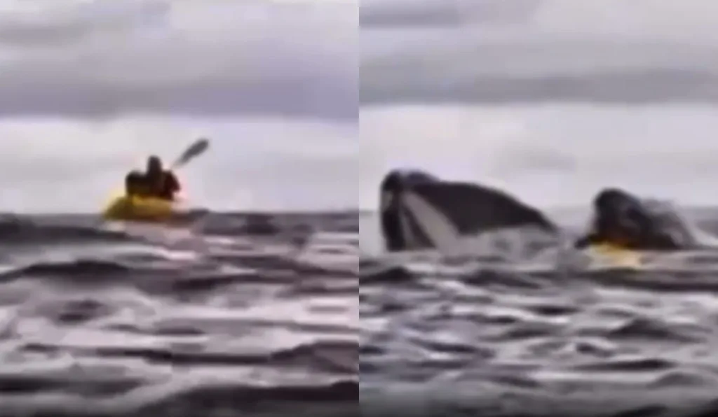 Jovem é engolido por baleia-jubarte e sobrevive de forma impressionante; vídeo