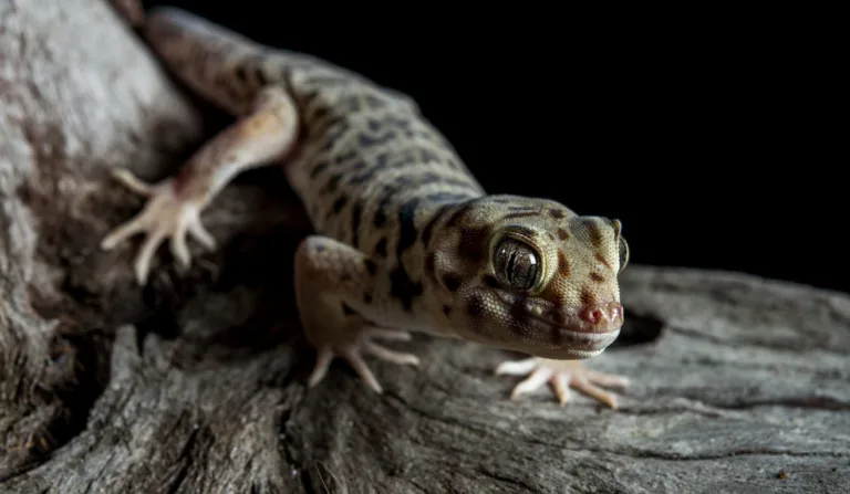 Imagem de lagartixa.