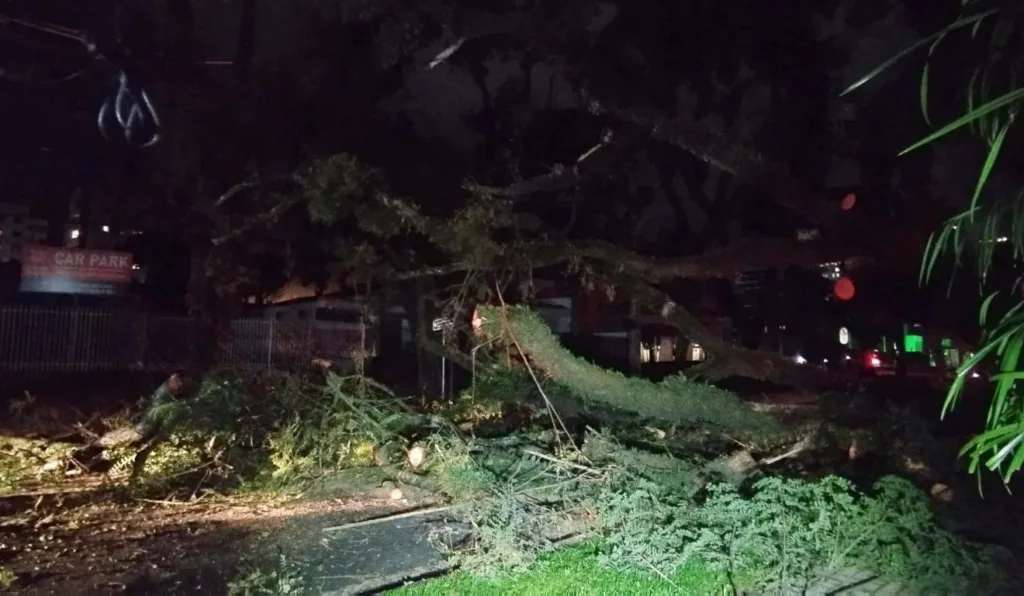 Árvore interdita Avenida Presidente Getúlio Vargas, em Curitiba