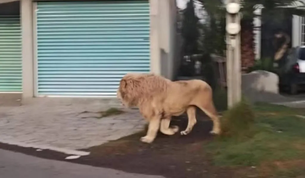 Leão escapa de abrigo e é flagrado ‘passeando’ em bairro