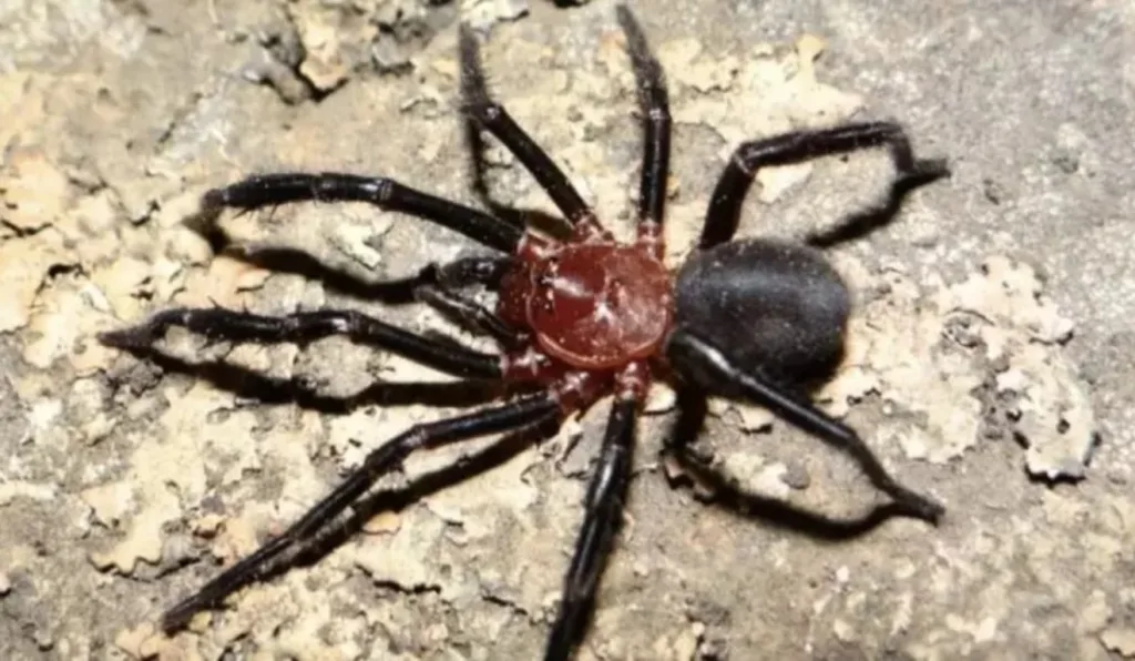 nova espécie de aranha descoberta no Chile