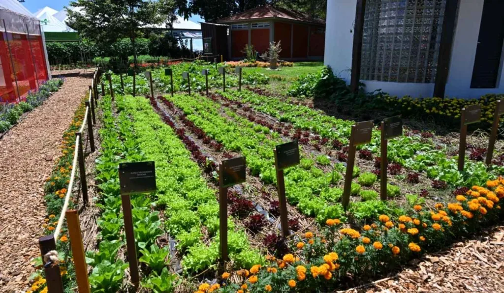 plantação familiar