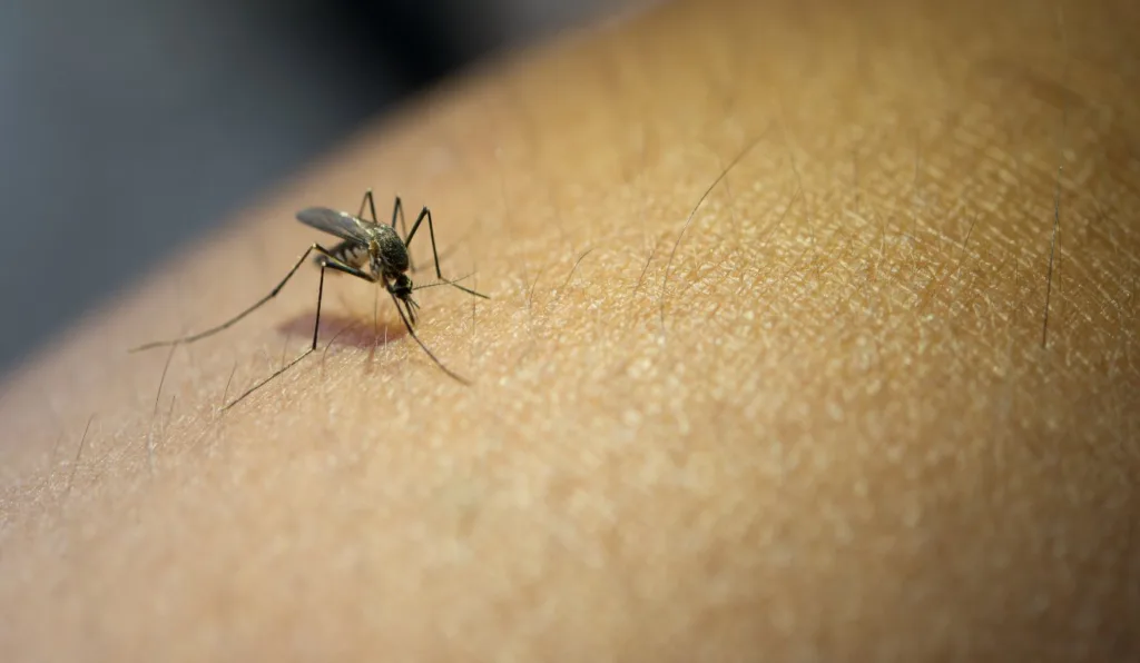 Mosquito Aedes Egypti em pele humana