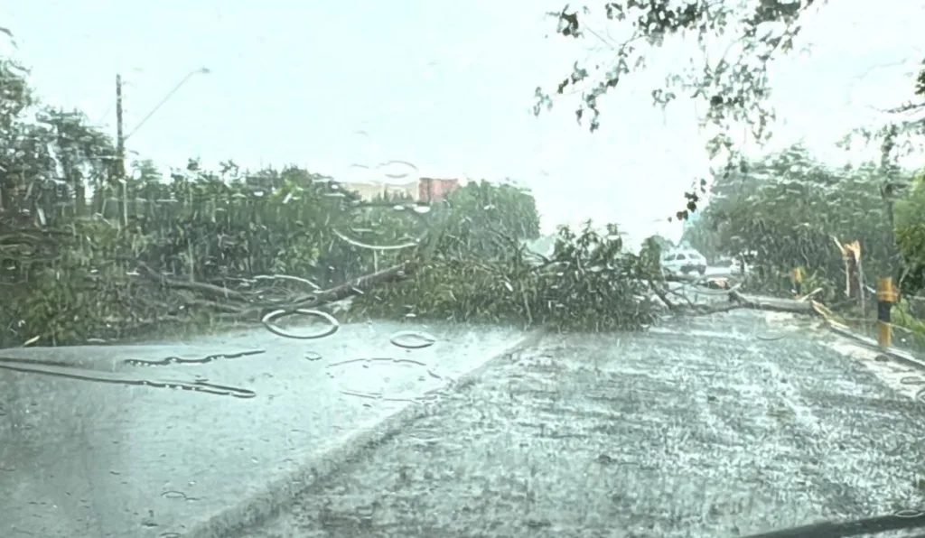 Temporal com chuva intensa causa queda de árvores e destruição no PR; assista