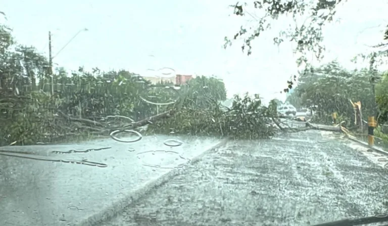 Temporal com chuva intensa causa queda de árvores e destruição no PR; assista
