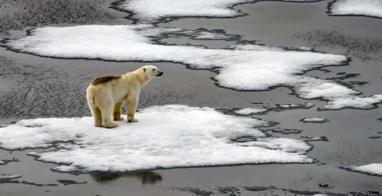 Como as mudanças climáticas afetam as cidades e as estratégias de adaptação