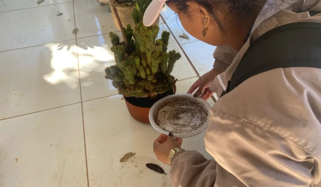 A imagem mostra uma mulher segurando um prato que ficava no vaso de planta que está atrás.