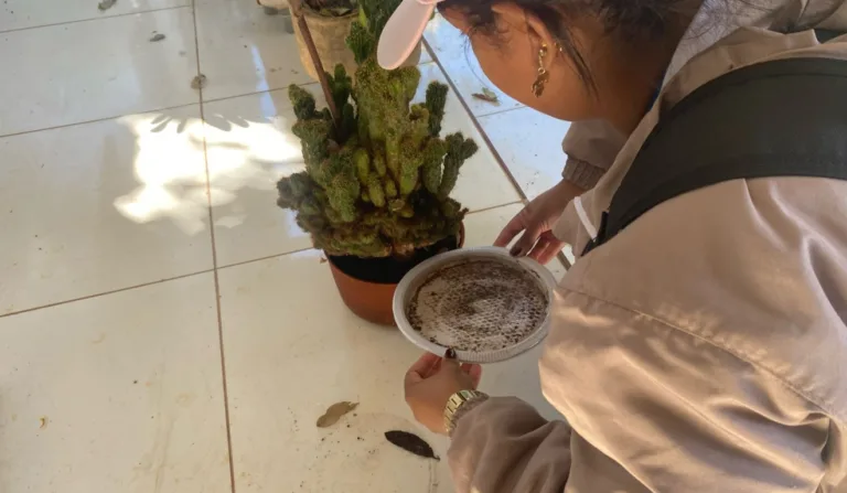 A imagem mostra uma mulher segurando um prato que ficava no vaso de planta que está atrás.