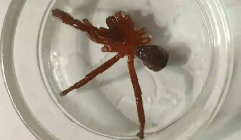 nova espécie de aranha descoberta no Chile