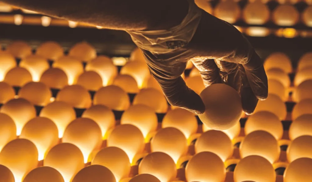 funcionário manipula ovos em bandejas