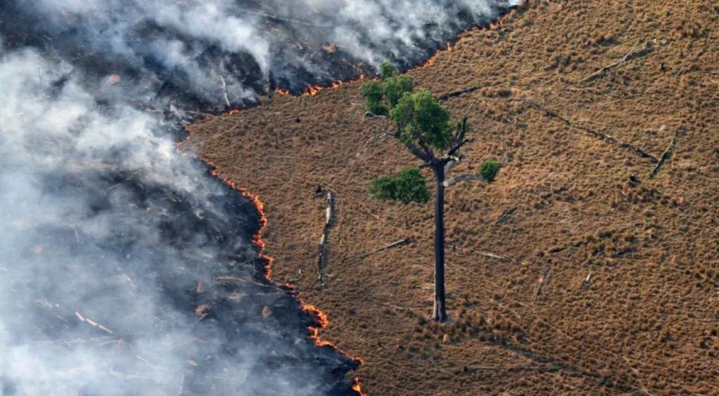 Queimada em uma área de floresta, com árvores destruídas e solo exposto, destacando os efeitos ambientais das queimadas.